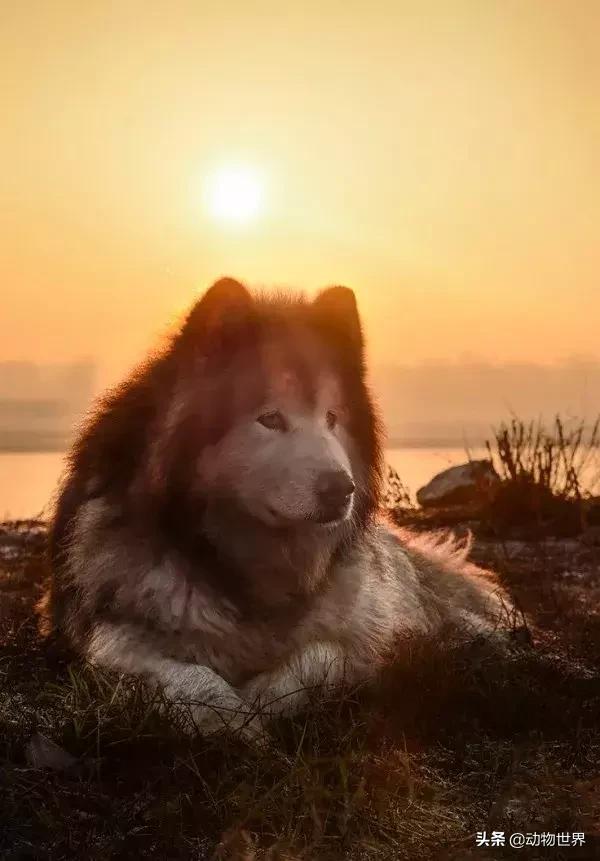 阿拉斯加雪橇犬