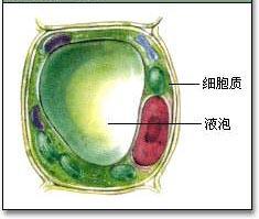 细胞内部是如何分工的？「高中生物讲解」1.3.26