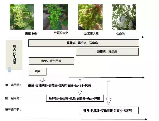 葡萄花后至套袋前用药技术，看看你是不是这样做的？3