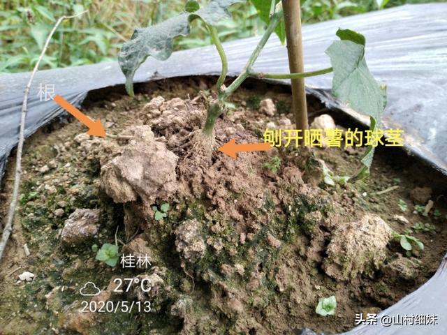 种植罗汉果，为什么要晒薯？原来白绢病、根结线虫病也怕晒2