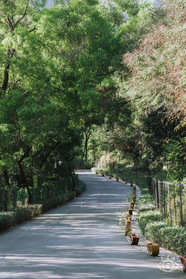 深圳居然私藏了这么多绿道，一个比一个美