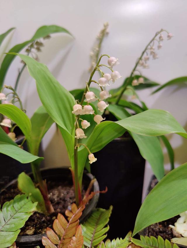 花卉名称