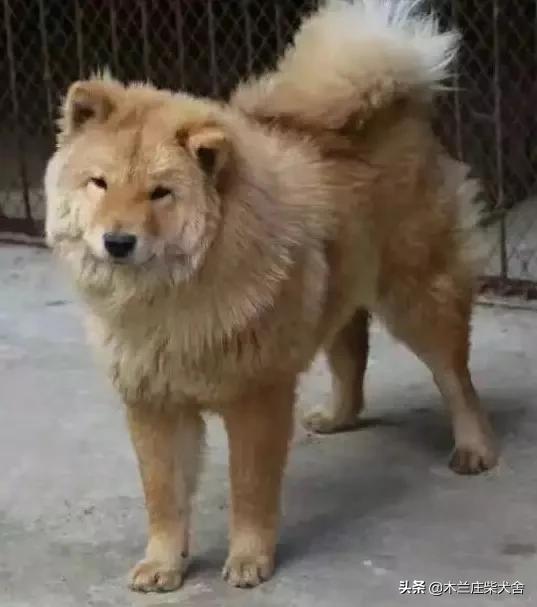 唐犬