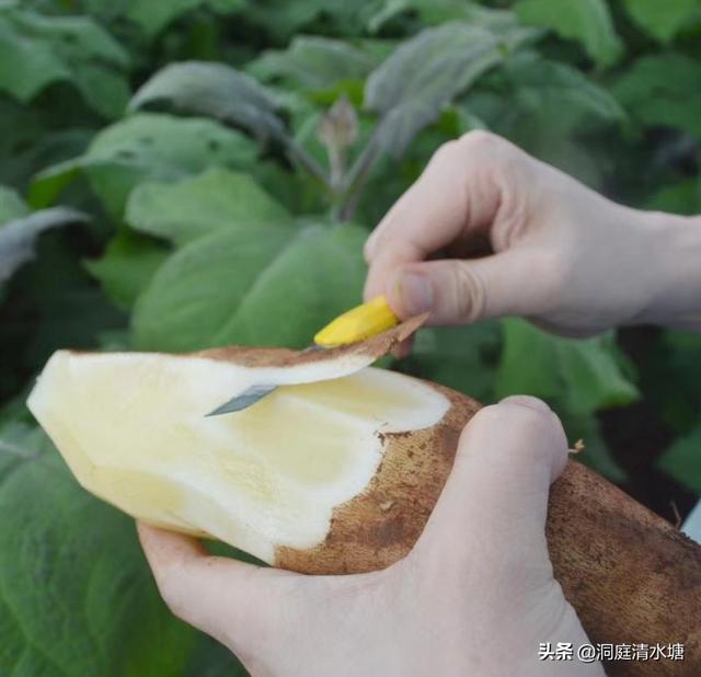雪莲果的正确吃法