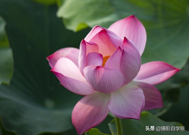 有关荷花的图片 有关荷花的图片（有关荷花的图片简笔画） 生活