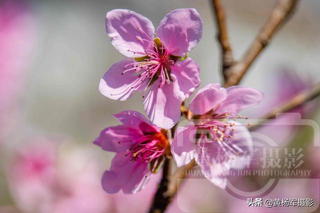 桃花的样子