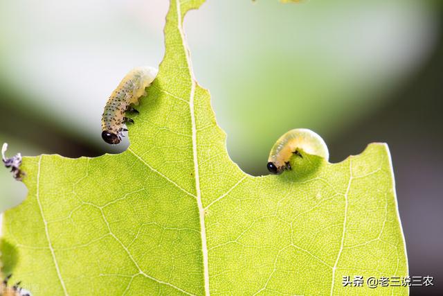 自制家庭杀虫剂，对蚊蝇、跳蚤、蟑螂很管用，非常简单易学10