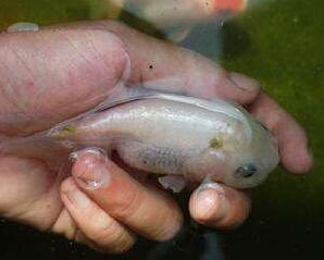 接吻魚怎麼養最好(12種最適合懶人養的魚)-騰謀號