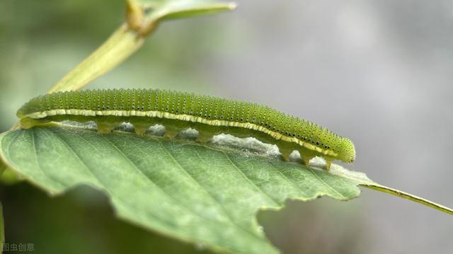 比吡虫啉强10倍，菜青虫、钻心虫前打后落，白菜打完，一季无虫眼