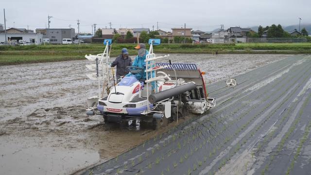 日本：用纸膜替代塑料薄膜的水稻种植技术，50天后分解成氮肥