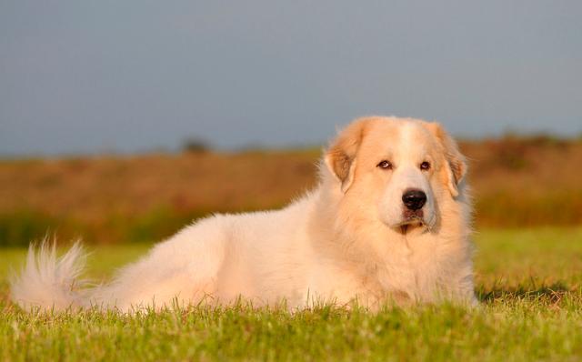 大型犬