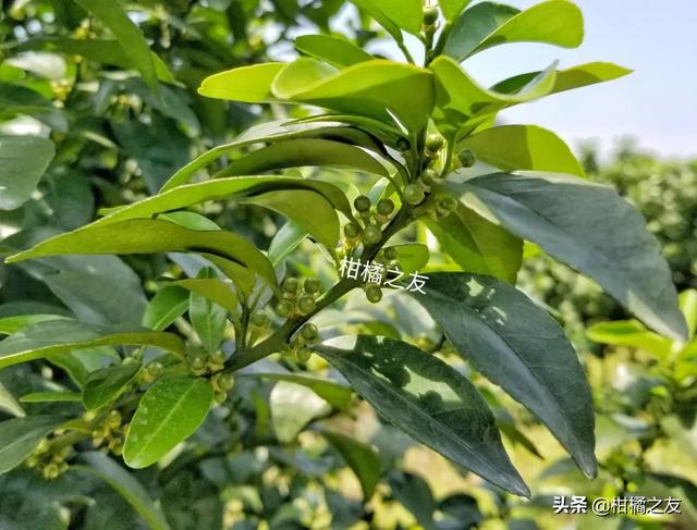 ​柑橘果农关心问题：雨水多如何喷保果？喷后下雨要补喷吗？2