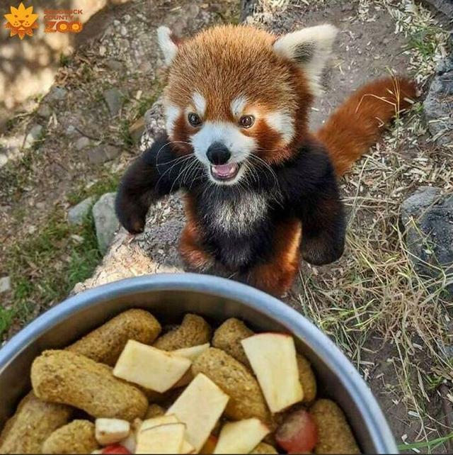 动物图 动物图