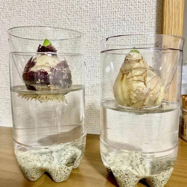 风信子水培