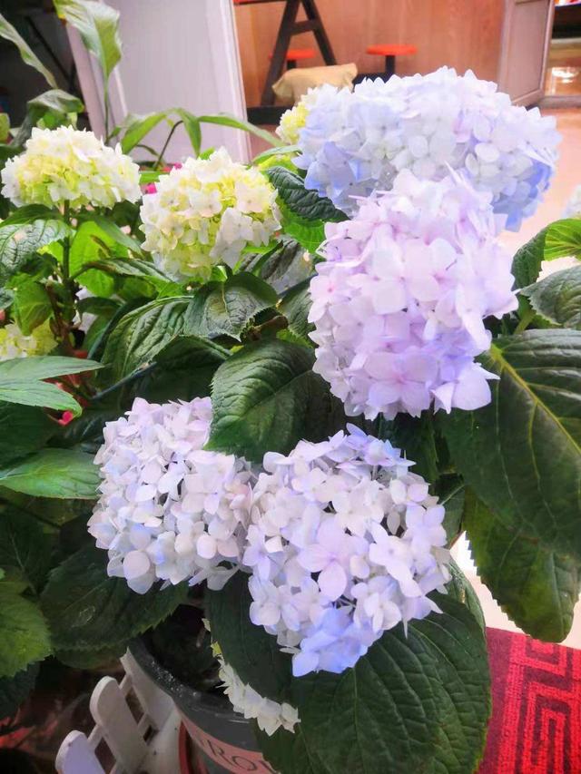 花卉名称