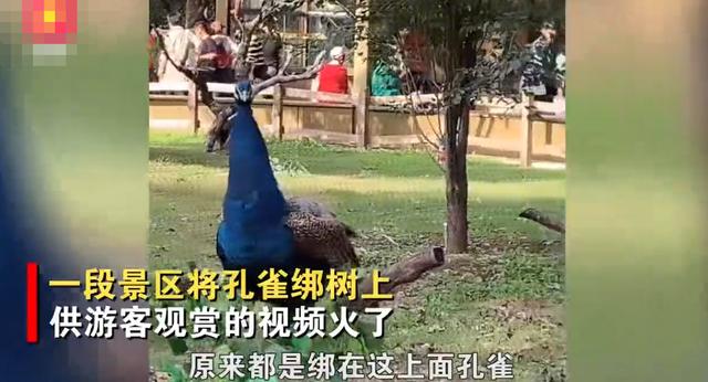 沈阳一景区疑似将孔雀绑在树上供游客观赏？其中一只孔雀脚已经红肿，景区：为了防止孔雀伤人