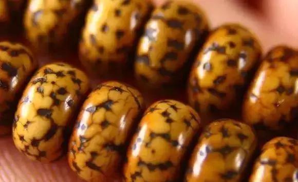 鱼鳞菩提和矮桩金刚菩提