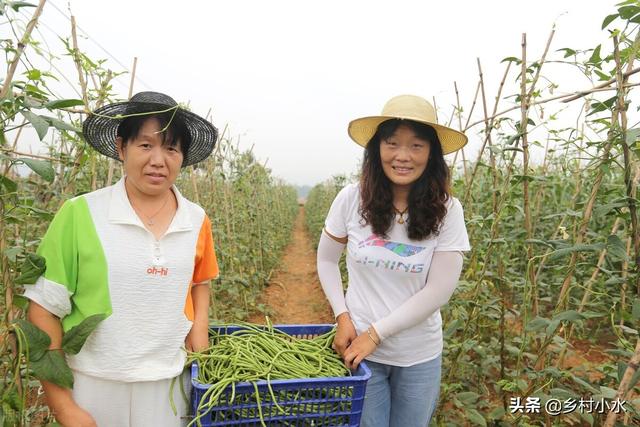 缸豆 缸豆（缸豆高产种植技术） 生活