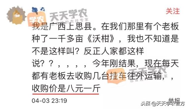 金秋砂糖桔尾货卖6块，都说今年柑橘市场不好，沃柑还能8块一斤？