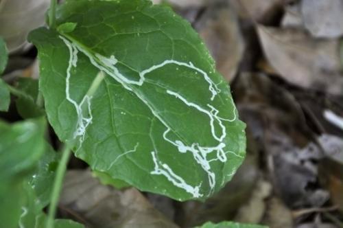 被称为“鬼画符”的虫害，经常为害瓜菜种植，农民如何科学防治？2