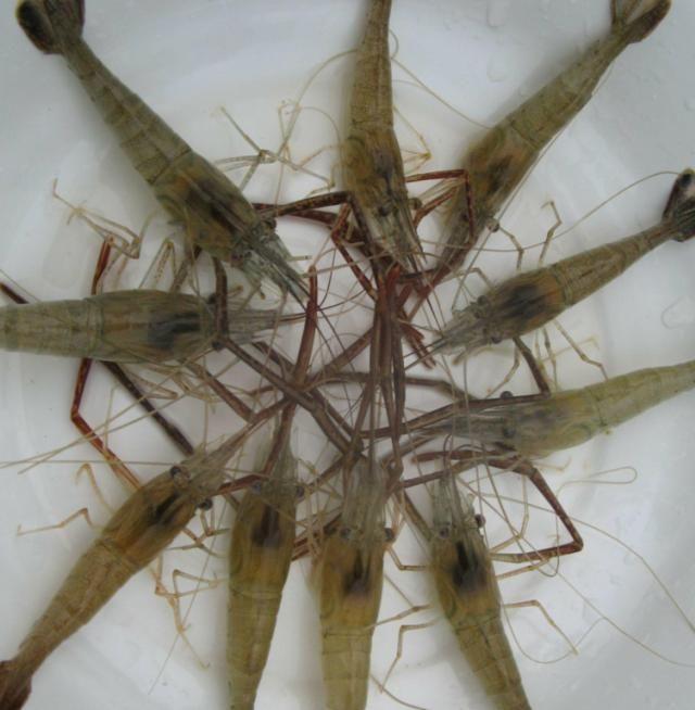 河虾是海虾还是河虾(干炸小河虾怎么分辨河虾和海虾)_手工miao