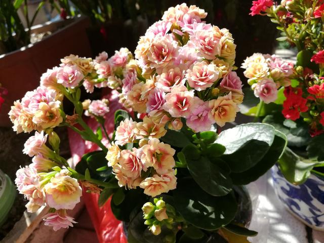家里最旺财的十种花 家里最旺财的十种花（兰花） 生活