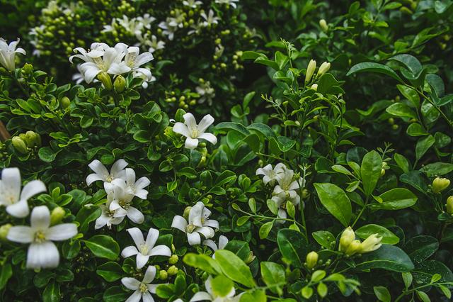 澳门的市花是什么