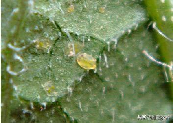 这个药专治粉虱蚜虫等害虫，10秒中毒，10小时死虫3天后二次杀虫4