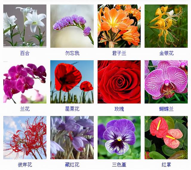 观花植物 观花植物（木本观花植物） 生活