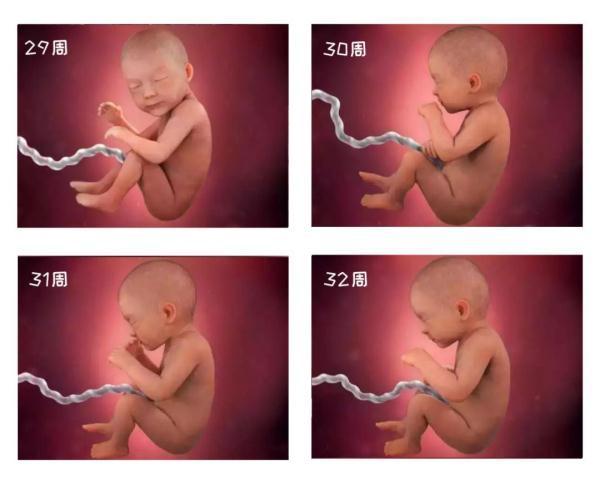 由受精到新生儿，胎宝宝怎么成长的？一组过程图带你探索生命奥秘