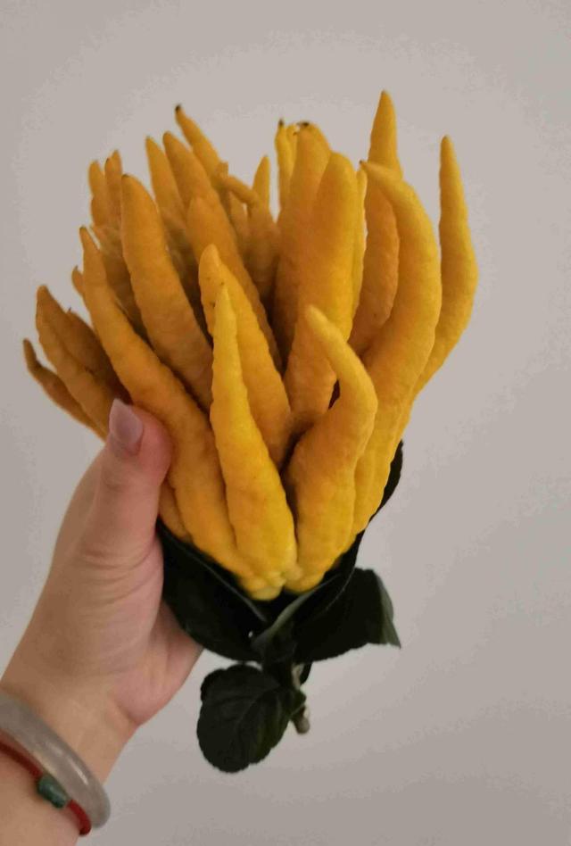 花卉名称