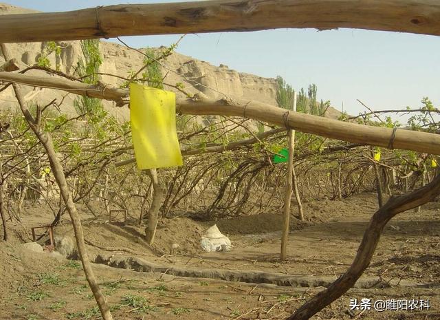 果实在膨大期注意防治这个小虫，毁叶严重