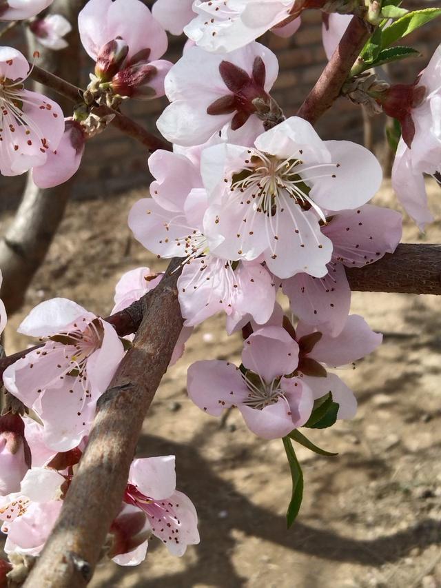 春天开的花