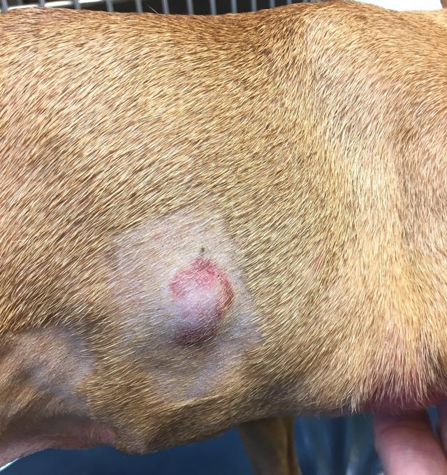 犬淋巴瘤实际上不是肿瘤,它是淋巴系统病.