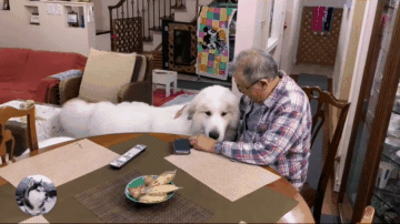 大白熊狗