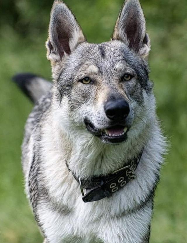 白金汉宫边境牧羊犬