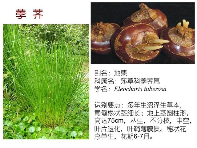 水生植物种类 水生植物种类（水生植物100种） 生活