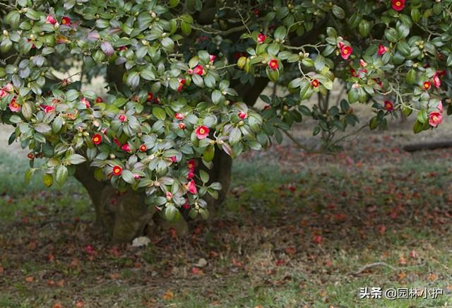 山茶花几月开