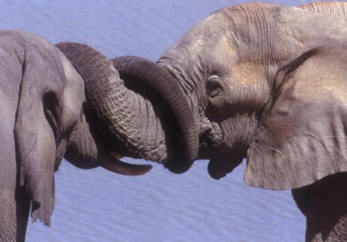 大象的寿命（大象的寿命比骆驼长多少年）