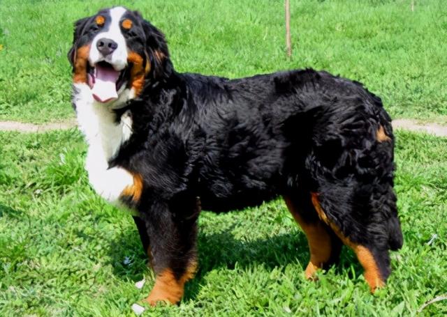 大瑞士山地犬 greater swiss mountain dog大丹犬 great dane大白熊犬