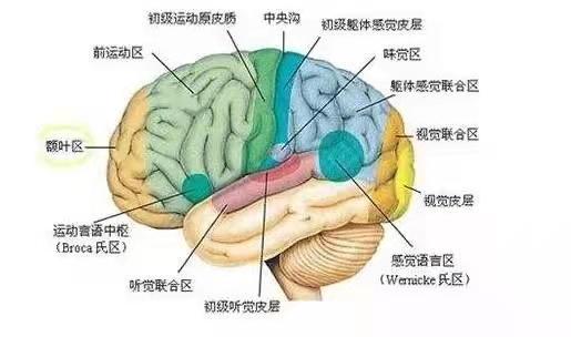聪明孩子的大脑长啥样子？