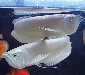 银龙鱼价格 银龙鱼价格（银龙鱼价格多少钱一只） 动物