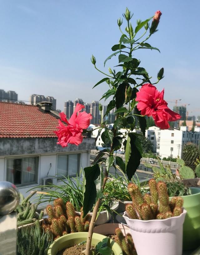 扶桑花