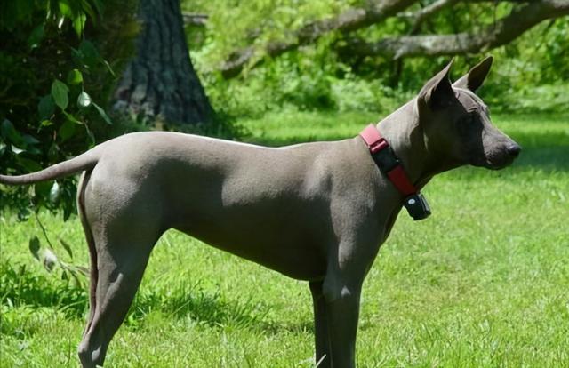 萨路基猎犬颜色图片