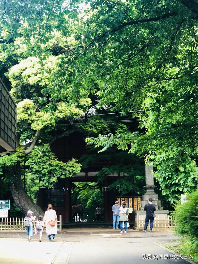 东京周边的一处赏花踏青的寺庙 有一万株绣球花和五千株菖蒲花池