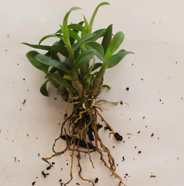 黑节草黑节草有几种