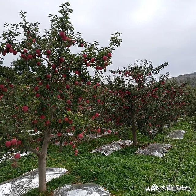 苹果的种类 苹果的种类（苹果的种类有什么） 生活