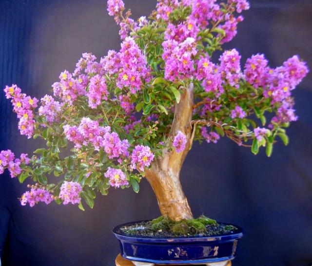 紫薇花 紫薇花（紫薇花期） 生活