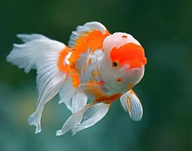 十大最萌的鱼 金鱼图片