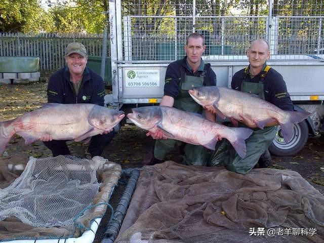 鳙鱼图片